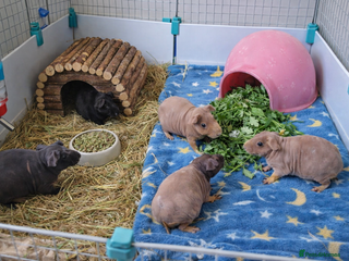 Guinea Pig rodents SKINNY PIGS (& fluffy pigs) FOR SALE - Advert 2