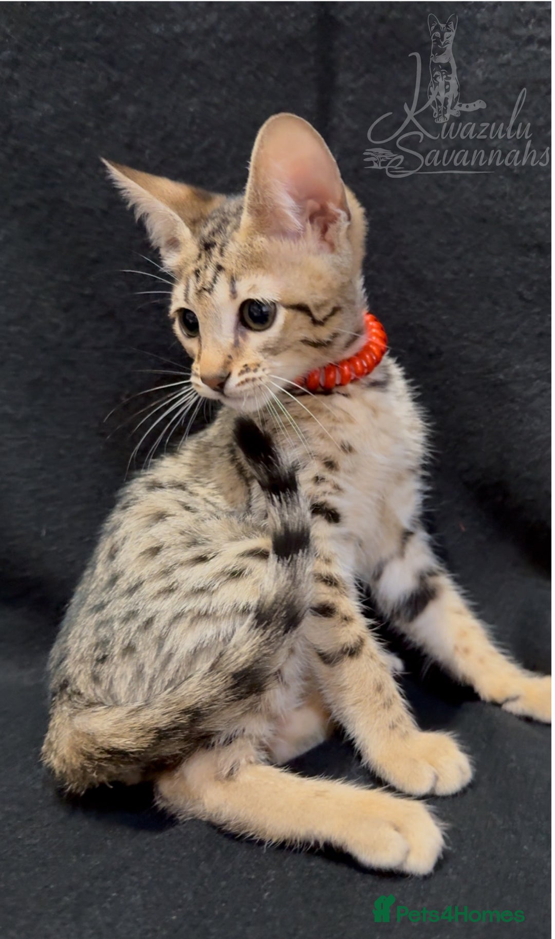 Savannah cats for sale: 12 Weeks Old 5*! -Exceptional Quality Tica Registr - Advert 2