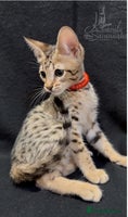 Savannah cats 12 Weeks Old 5*! -Exceptional Quality Tica Registr - Advert 1