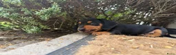 Miniature Dachshund dogs for sale: Miniature dachshund puppies  in Winchester - Advert 12