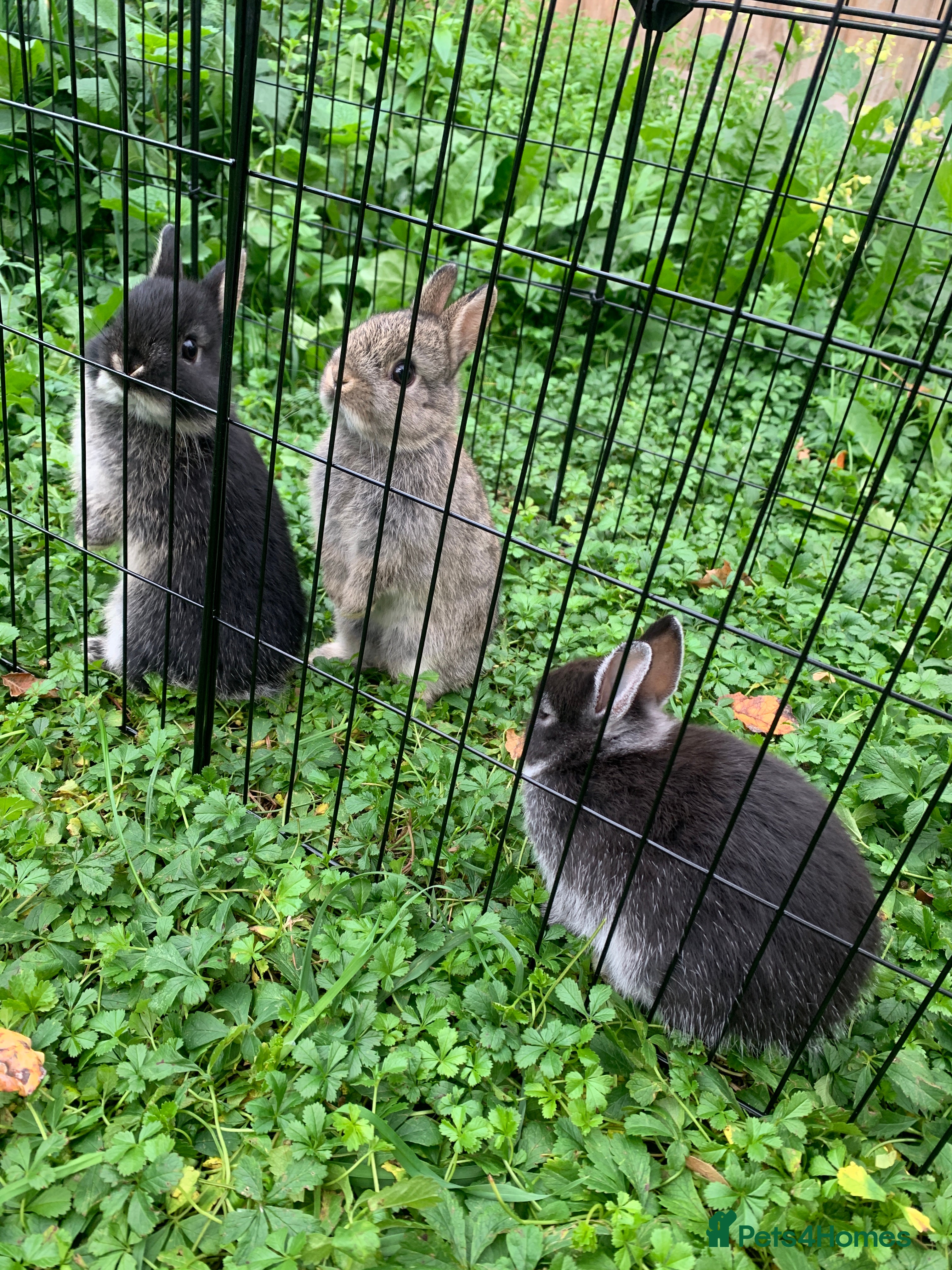 Netherland Dwarf rabbits Netherland Dwarf Rabbits - Advert 22