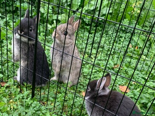 Netherland Dwarf rabbits - Advert 10