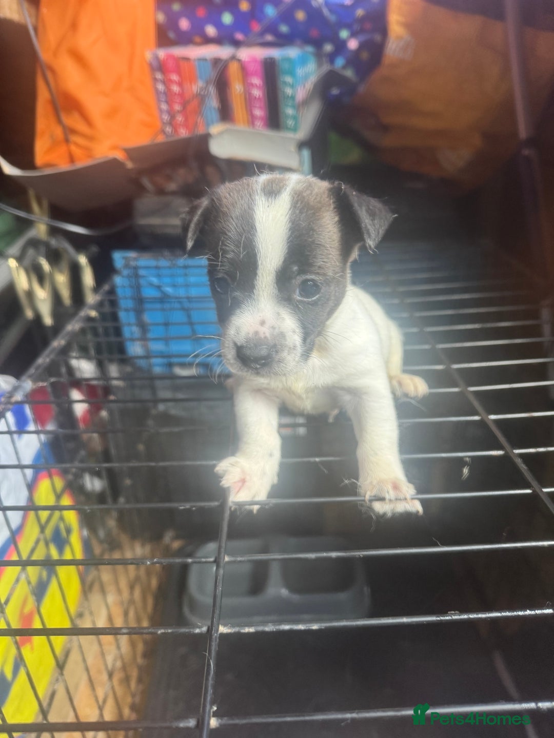 Mixed Breed dogs for sale: Jackahuahua - Image 3