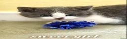 Mixed Breed cats for sale: Lovely kittens - Advert 21