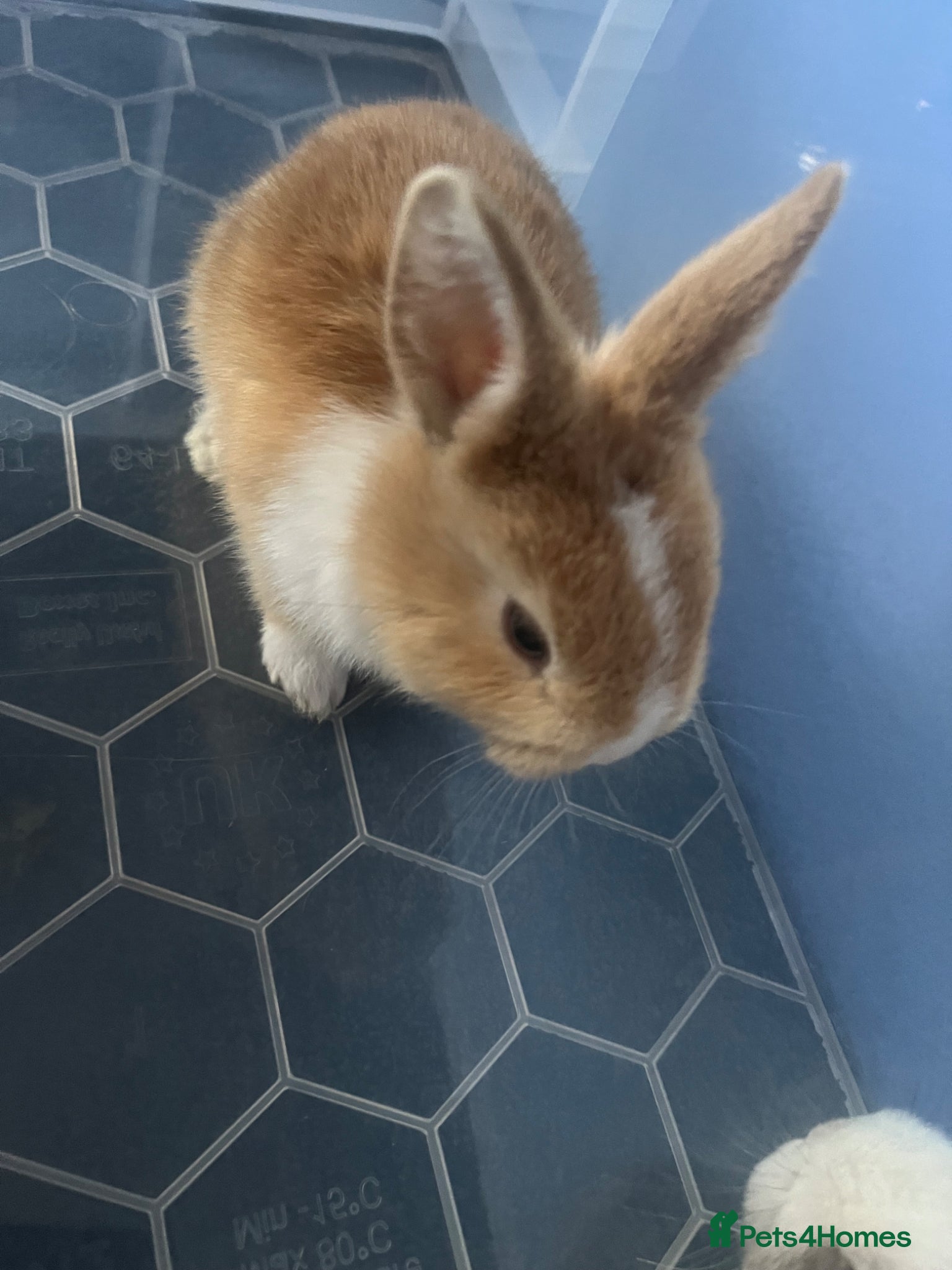 Mixed Breed rabbits (Leonardo) magpie harlequin and dutch mixed kit - Advert 4