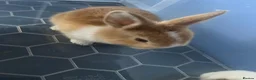 Mixed Breed rabbits for sale: (Leonardo) magpie harlequin and dutch mixed kit in Tamworth - Advert 1