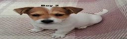 Jack Russell dogs for sale: Pure Jack Russell pups for sale - Advert 4