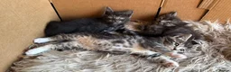 Ragdoll cats for sale: Kittens for sale - Advert 6