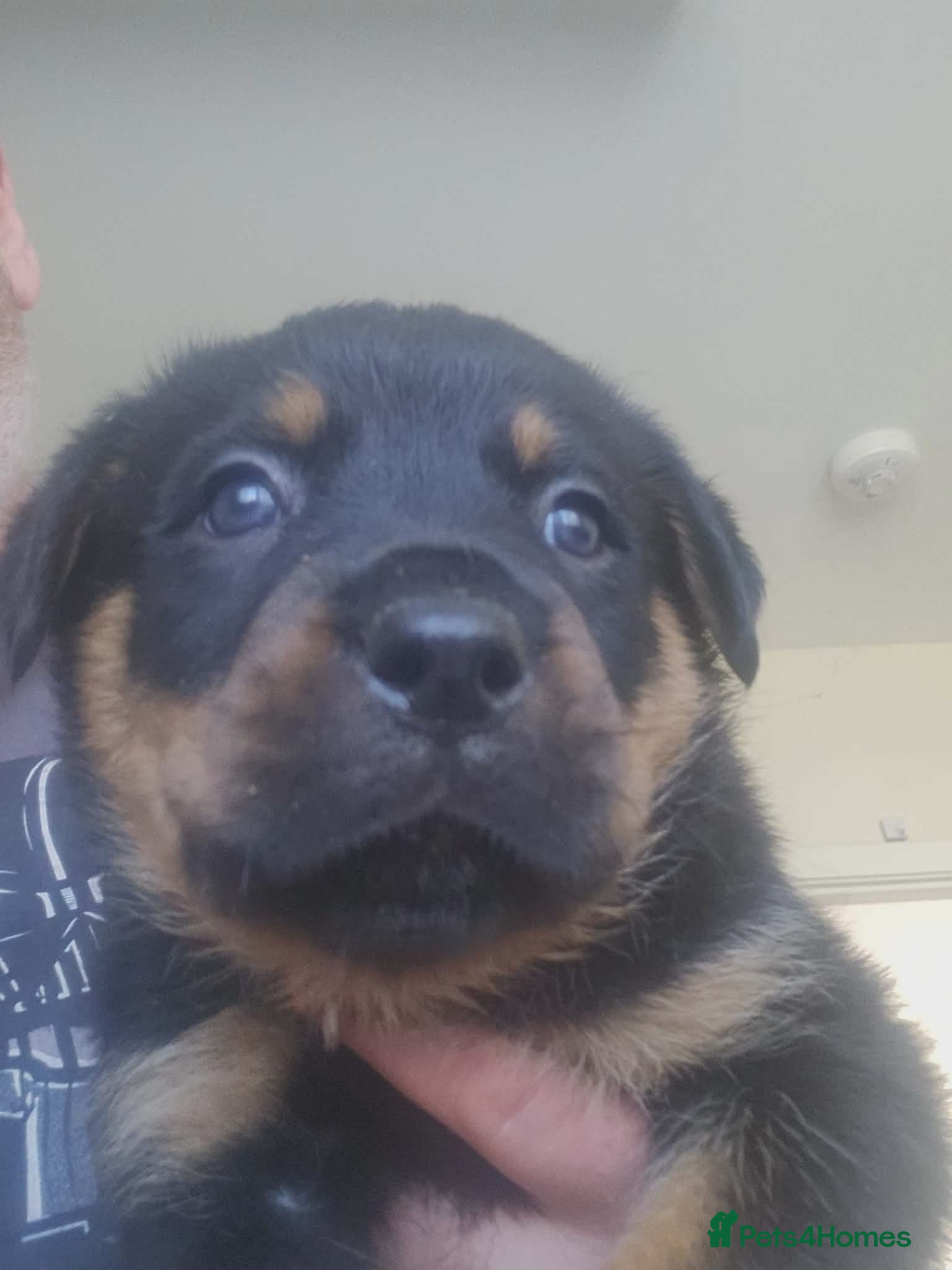 Rottweiler dogs 1 Beautiful big Rottweiler pup (boy) - Advert 14