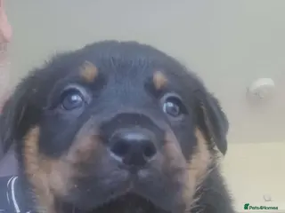 Rottweiler dogs 1 Beautiful big Rottweiler pup (boy) - Advert 14