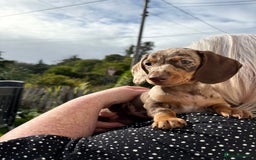 Miniature Dachshund dogs for sale: *READY NOW! 2 STUNNING KC REG MINI DACHSHUND BOYS* - Image 26