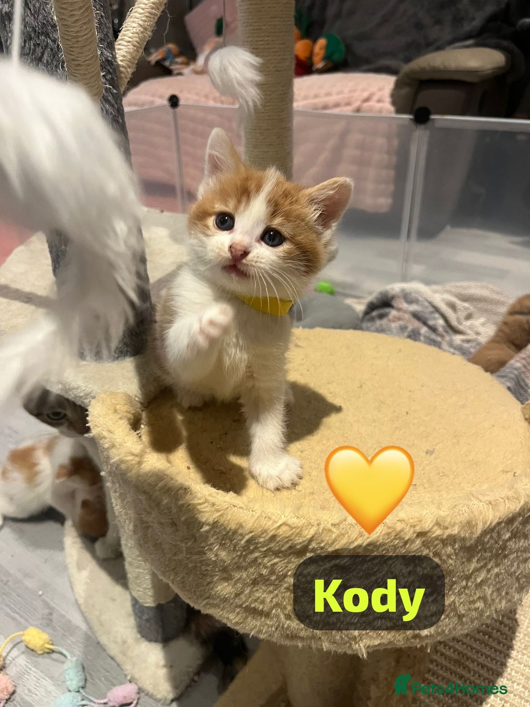 Mixed Breed cats for sale: 🐾 8 Beautiful kittens….🩵🩷 - Advert 7