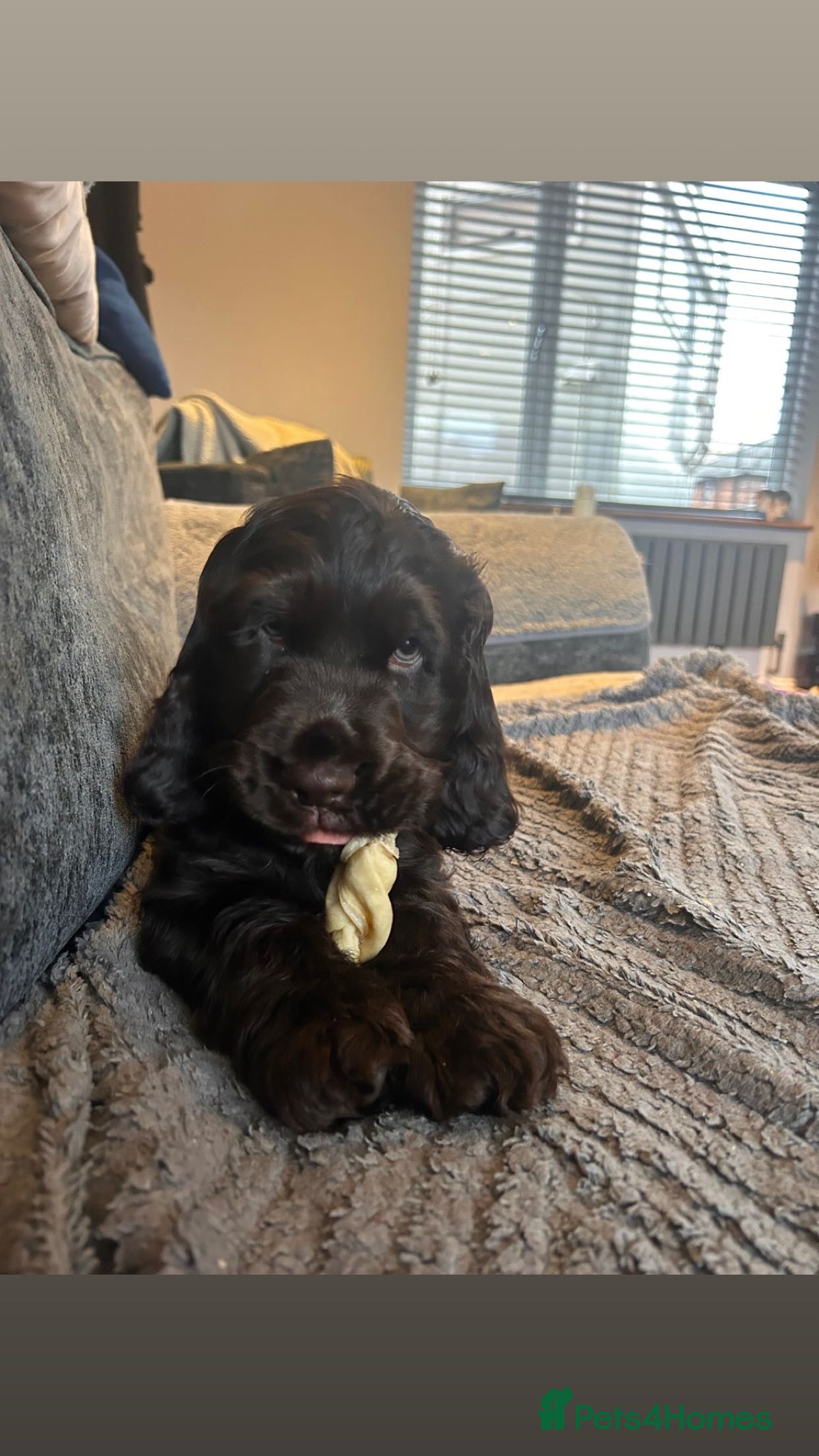 Cocker Spaniel dogs Show cocker spaniel puppies 💚READY NOW💚 - Advert 2