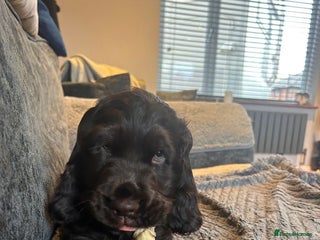 Cocker Spaniel dogs Show cocker spaniel puppies 💚READY NOW💚 - Advert 2