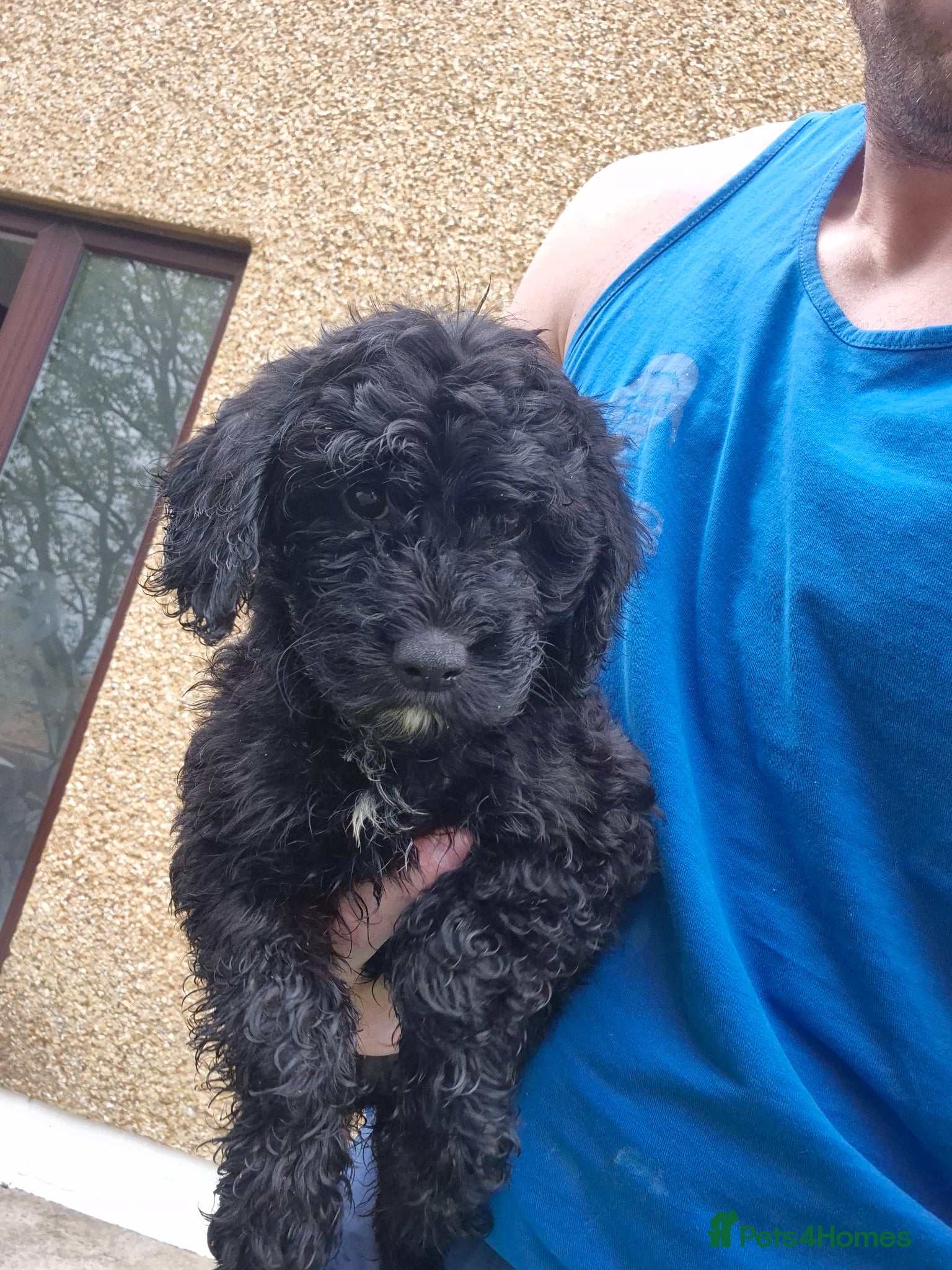 Cockapoo dogs Last girl  🍊  collar 😊💖 F1 cockapoos - Advert 16