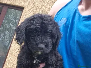 Cockapoo dogs Last girl 🍊 collar 😊💖 F1 cockapoos - Advert 16