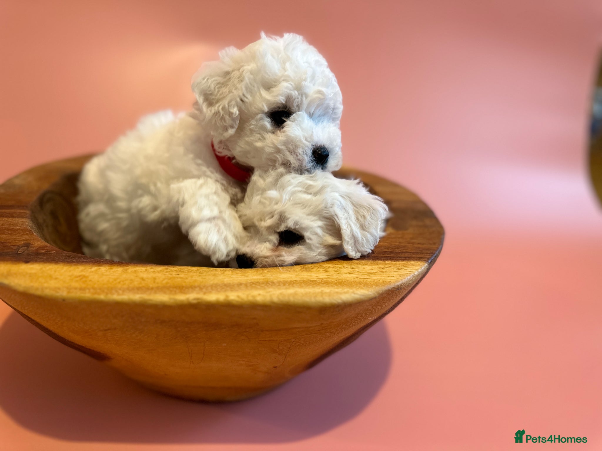 Bichon Frise dogs for sale: KC Bichon Frise Puppies Champion Bloodlines - Advert 7