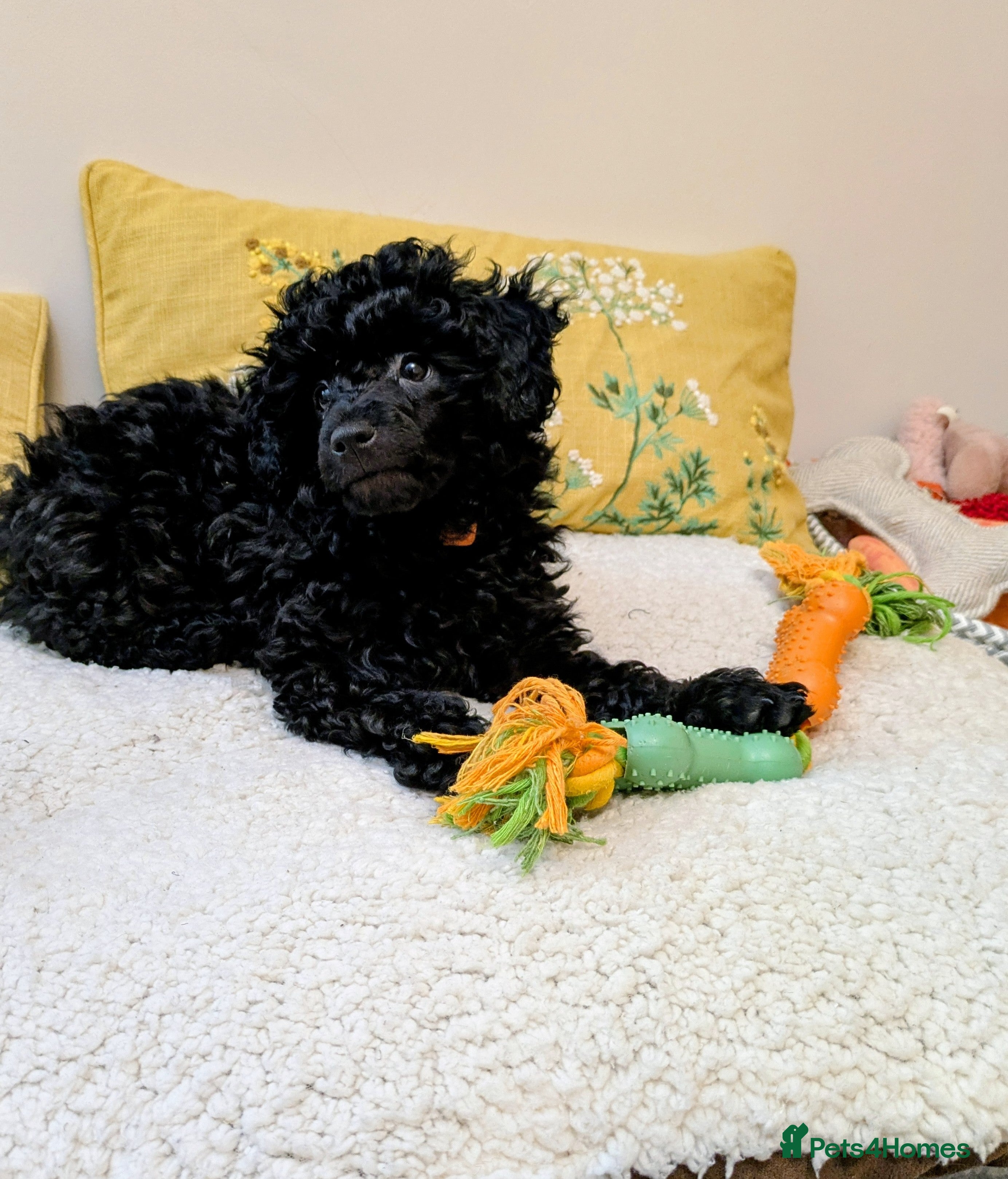 Toy Poodle dogs   KC reg Toy Poodle girl fully vaccinated  - Advert 18