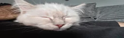 Ragdoll cats for sale: 5 Month Ragdoll Lilac Lynx in Stockport - Advert 13