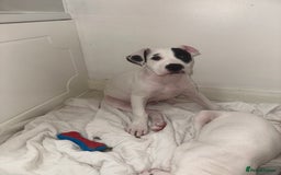 Mixed Breed dogs for sale: American bulldog staffy  - Image 1