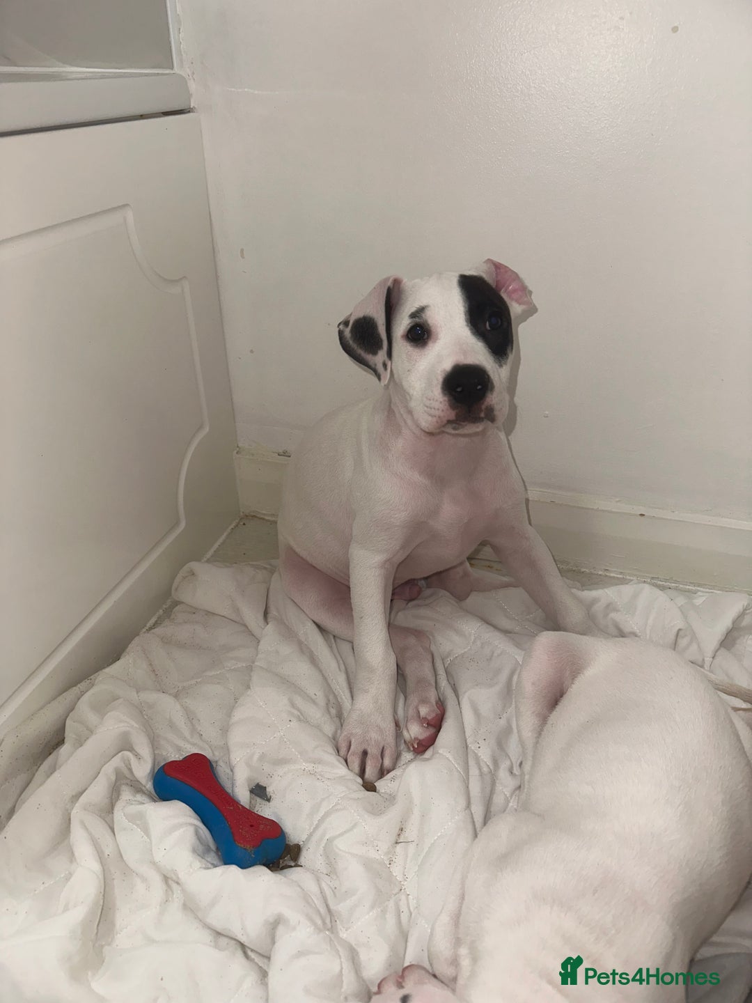 Mixed Breed dogs for sale: American bulldog staffy  - Image 1