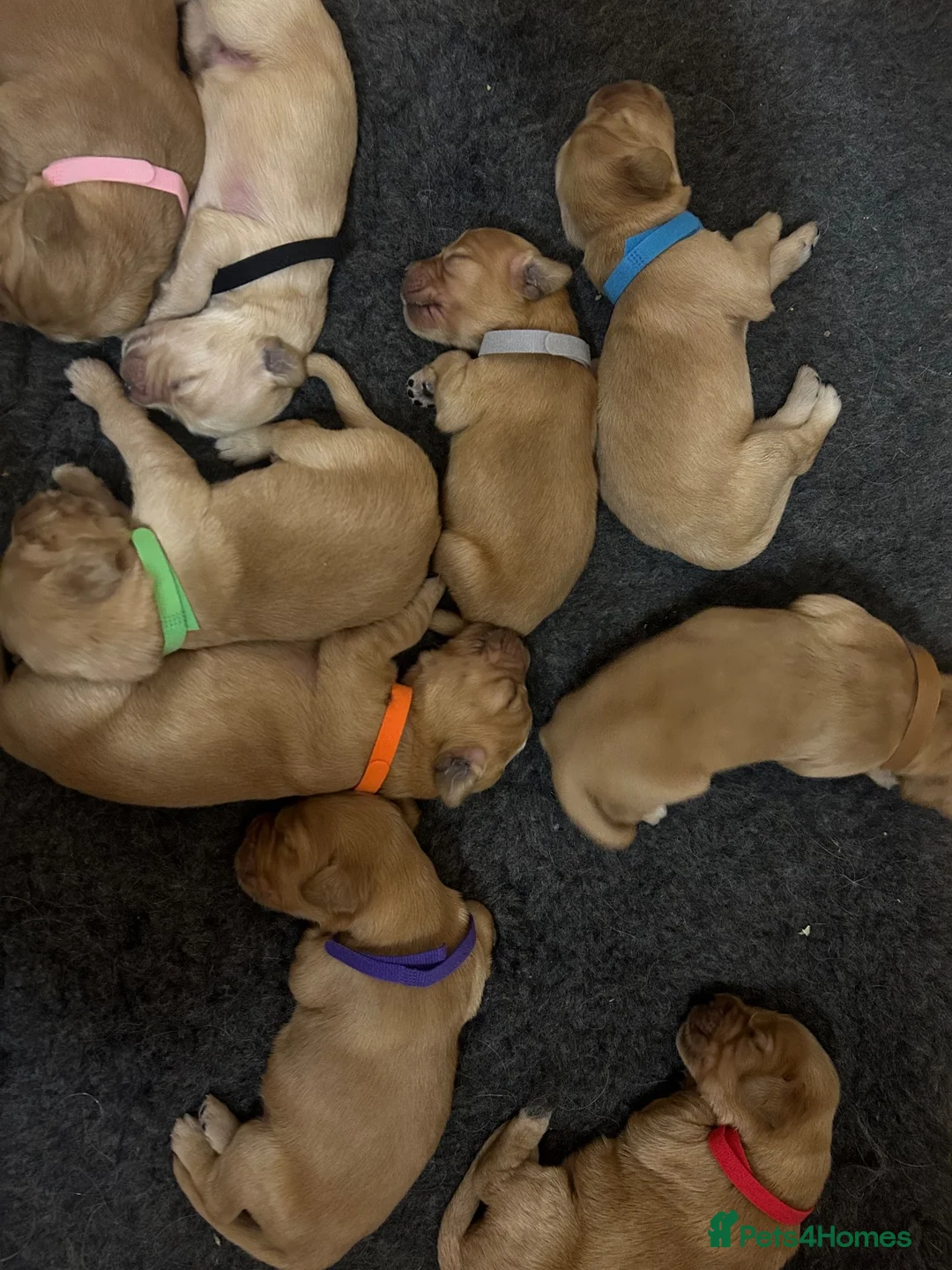Mixed Breed dogs for sale: ☘️🐾Golden Irish puppies available ☘️🐾 - Advert 1