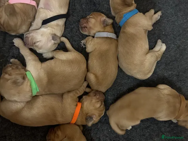 Mixed Breed dogs for sale: ☘️🐾Golden Irish puppies available ☘️🐾 - Advert 1