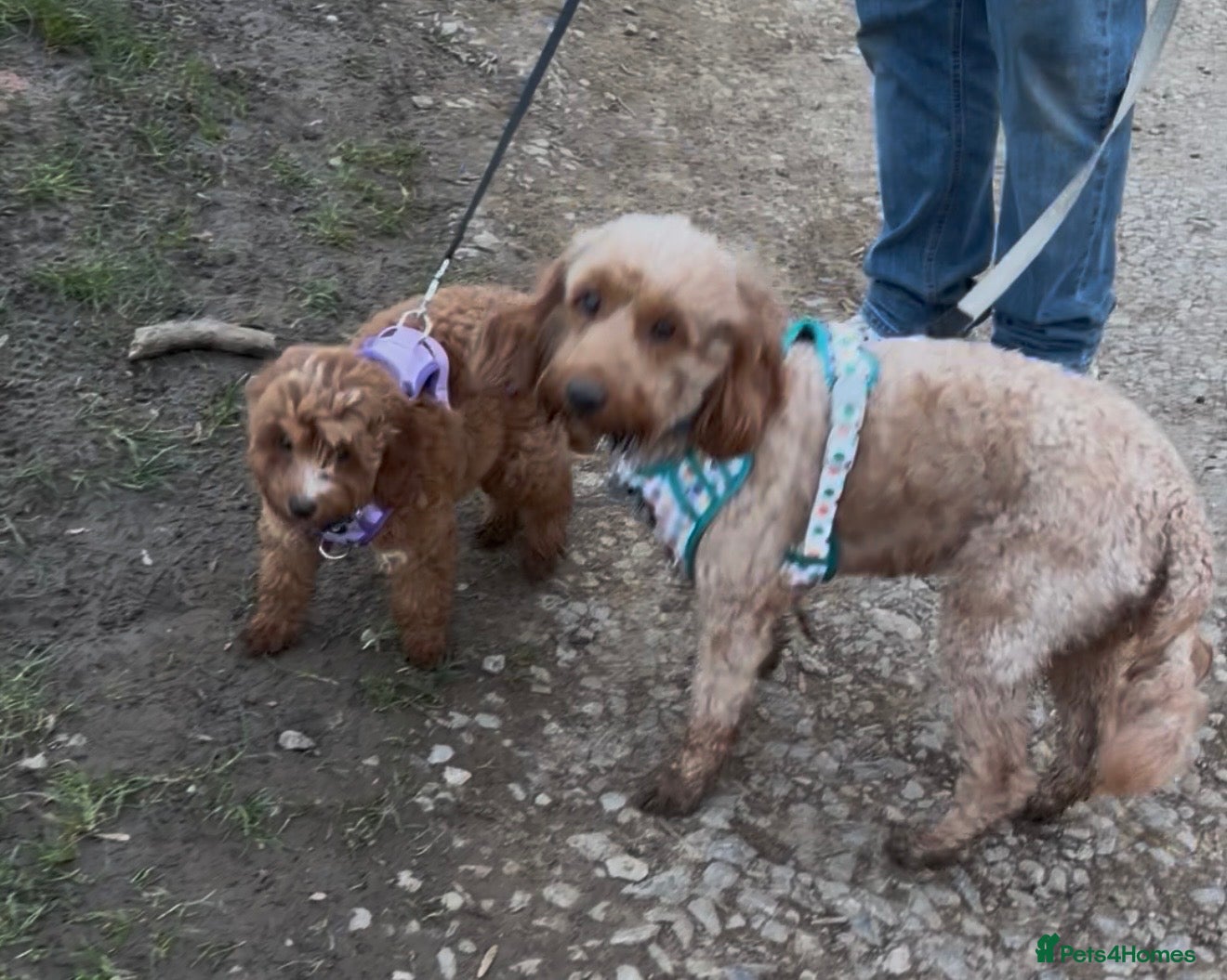 Cockapoo dogs Absolutely Gorgeous Cockapoo F1B Puppy - Advert 4