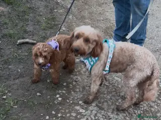 Cockapoo dogs Absolutely Gorgeous Cockapoo F1B Puppy - Advert 1