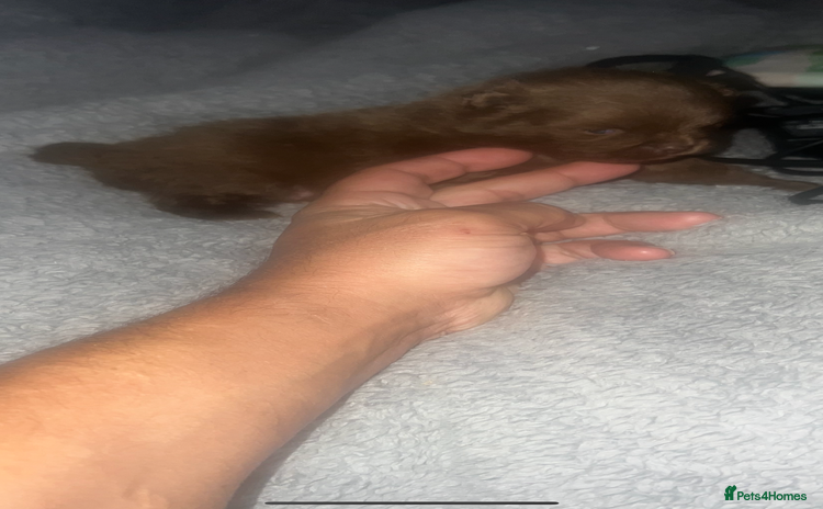 Pomeranian dogs - Advert 4