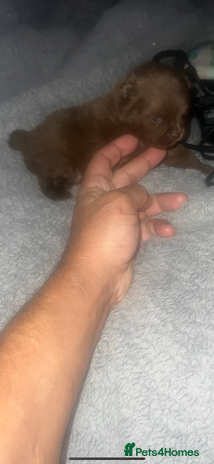 Pomeranian dogs - Advert 4