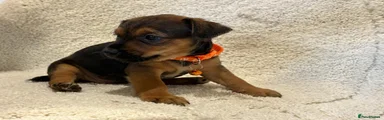 Jack Russell 2