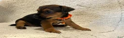Jack Russell dogs for sale: Rainbow litter of Jack Russell’s - Advert 7