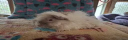 Guinea Pig rodents for sale: Baby Boars In Different Breeds  - Advert 13