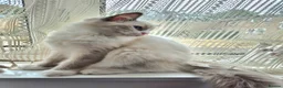 Ragdoll cats for sale:  TICA Ragdoll female - Advert 3