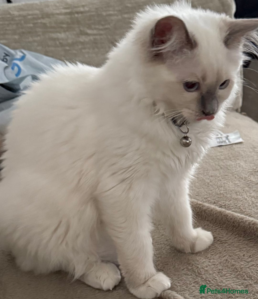 Ragdoll cats for sale: Stunning Lilac Mitted Ragdoll.  Affectionate ❤️ - Image 6