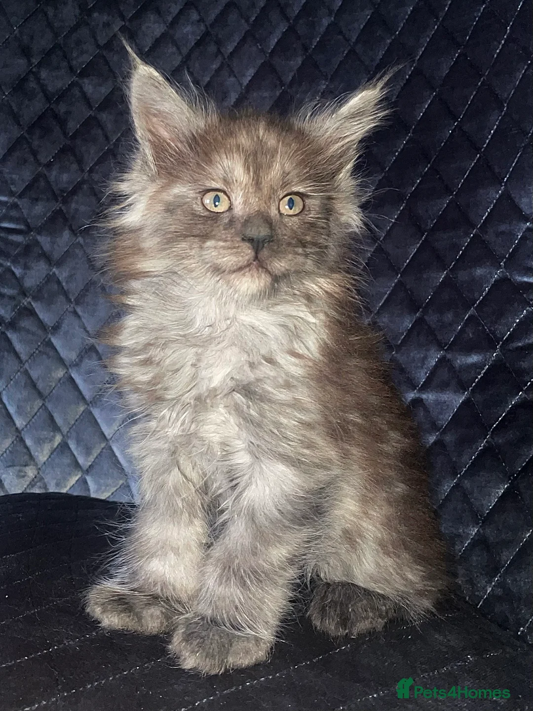 Maine Coon cats for sale: Giant Russian Mainecoons Kittens - Advert 25