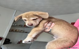 Mixed Breed dogs for sale: Husky x cocker spaniel puppies  - Image 4