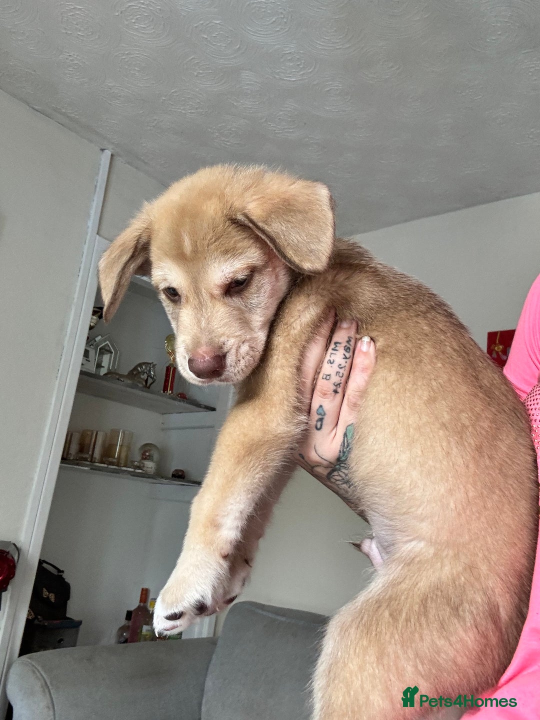Mixed Breed dogs for sale: Husky x cocker spaniel puppies  - Image 4