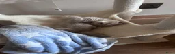 British Shorthair cats for sale: British shorthair kitten - Advert 2