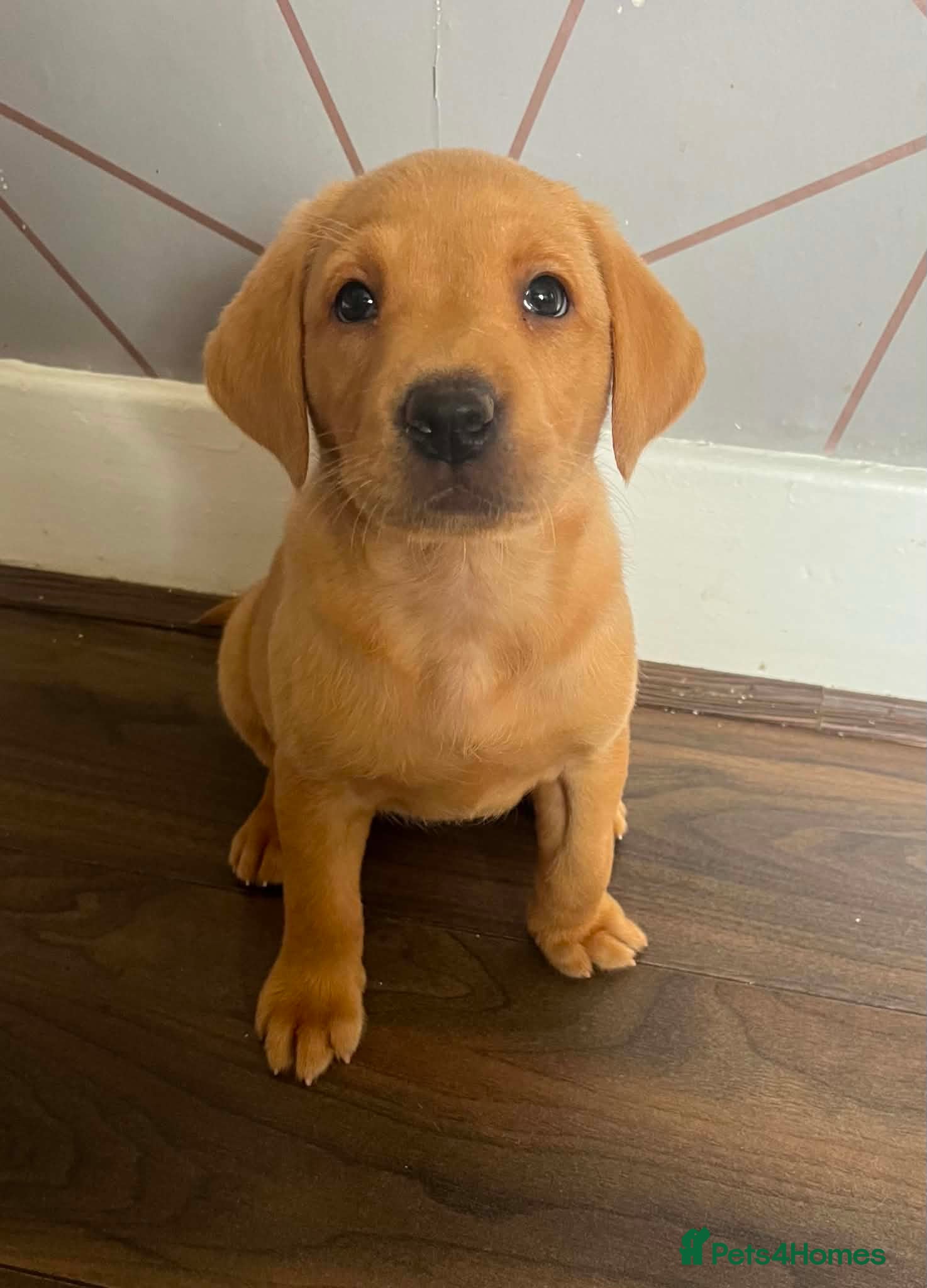 Labrador Retriever dogs Beautiful Fox Red Labs Ready Now - Advert 4