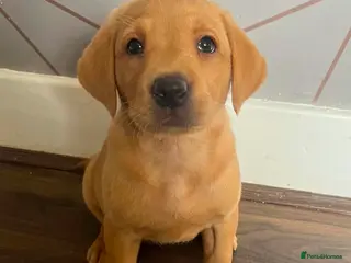 Labrador Retriever dogs Beautiful Fox Red Labs Ready Now - Advert 4