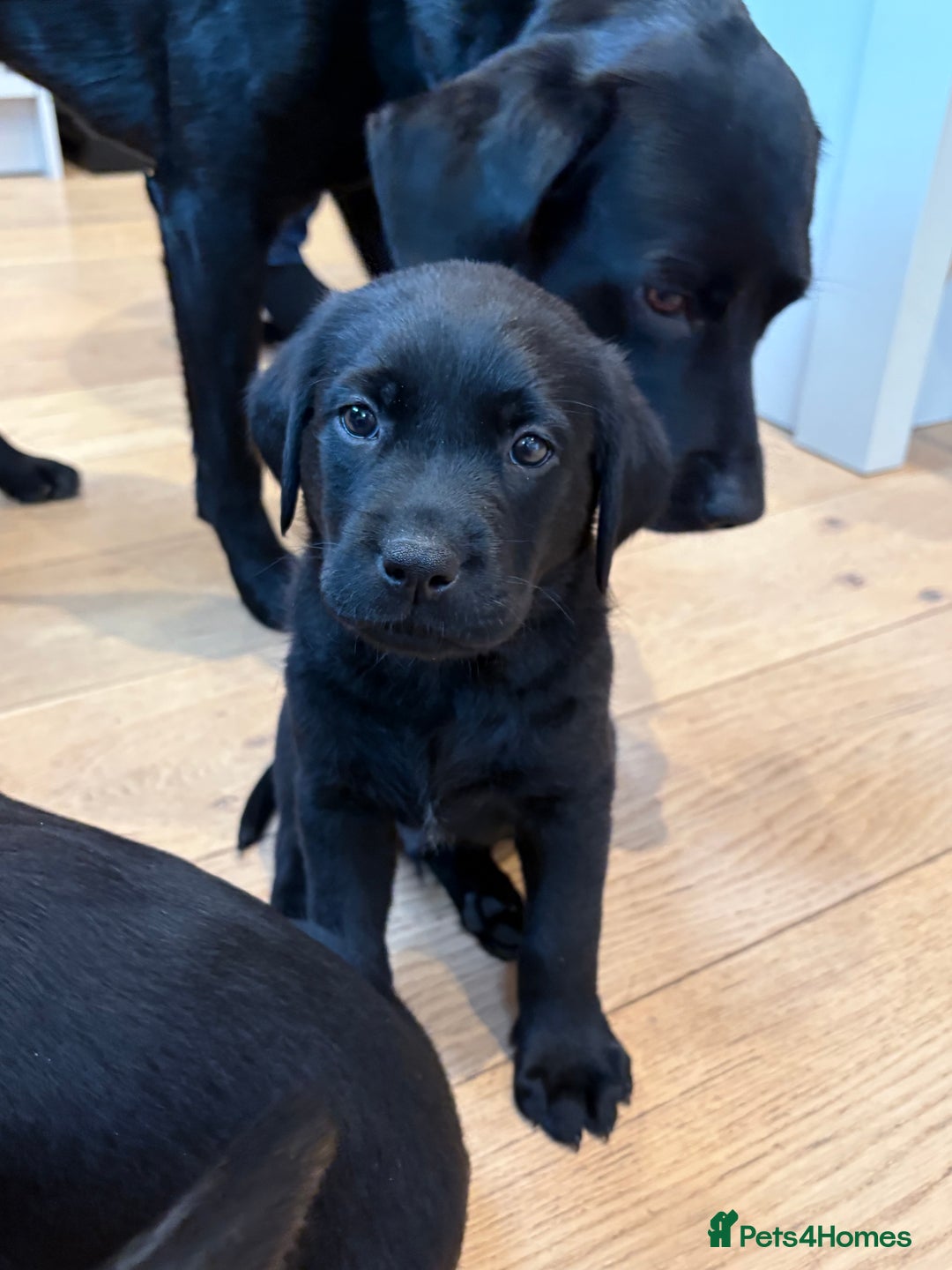 Labrador Retriever dogs for sale: Beautiful Pedigree Labrador Puppies - Advert 6