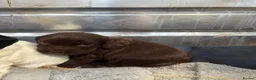 Cocker Spaniel dogs for sale: Cocker spaniels puppies  in Kilmarnock - Advert 12