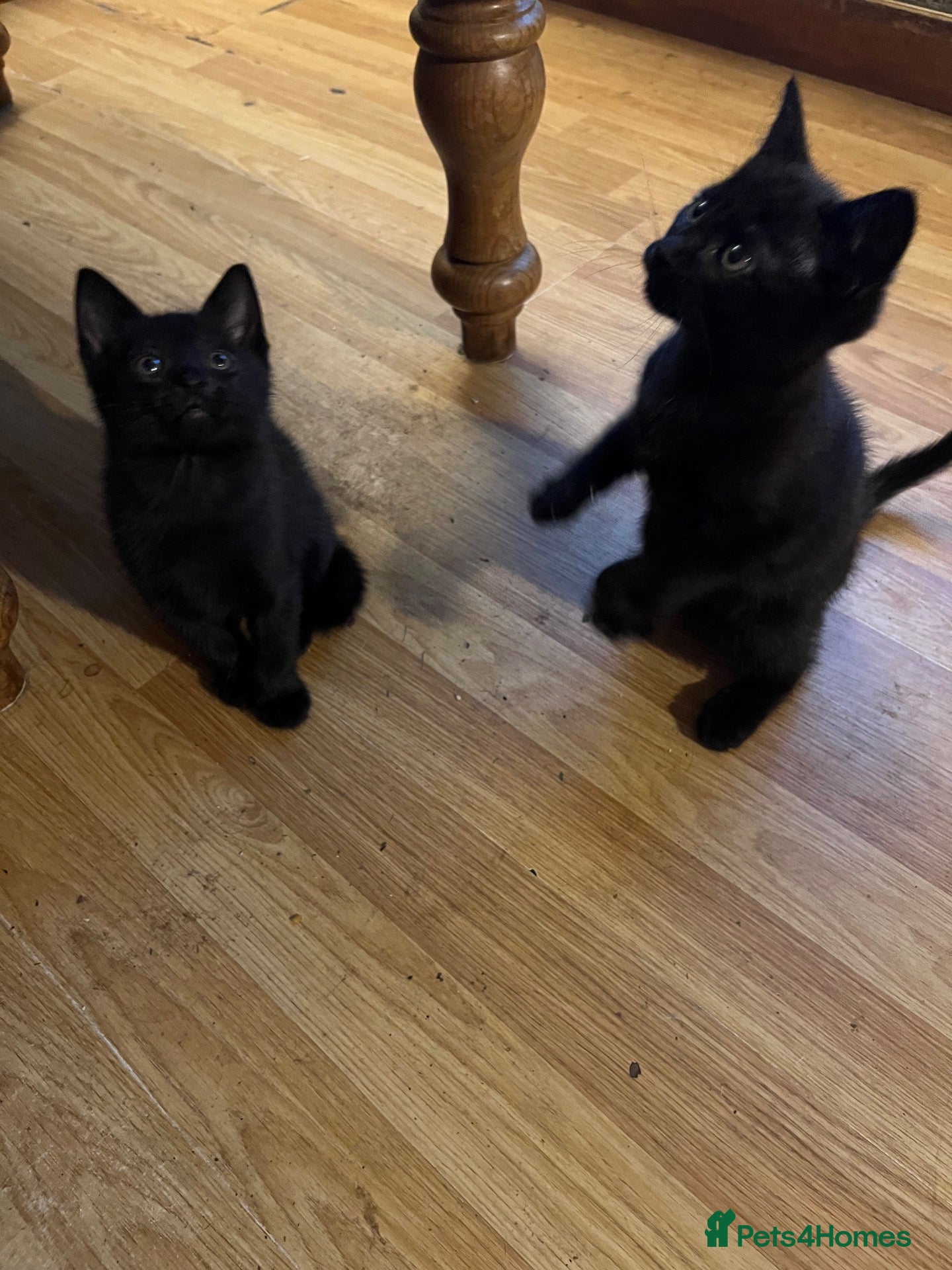Mixed Breed cats 2 gorgeous kittens  - Advert 8