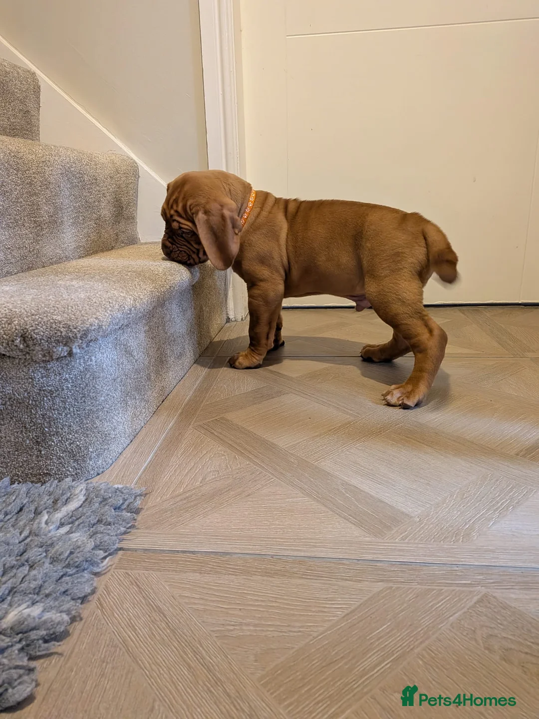 Dogue De Bordeaux dogs for sale: Pedigree chunky pups ready on Tuesday  - Advert 22