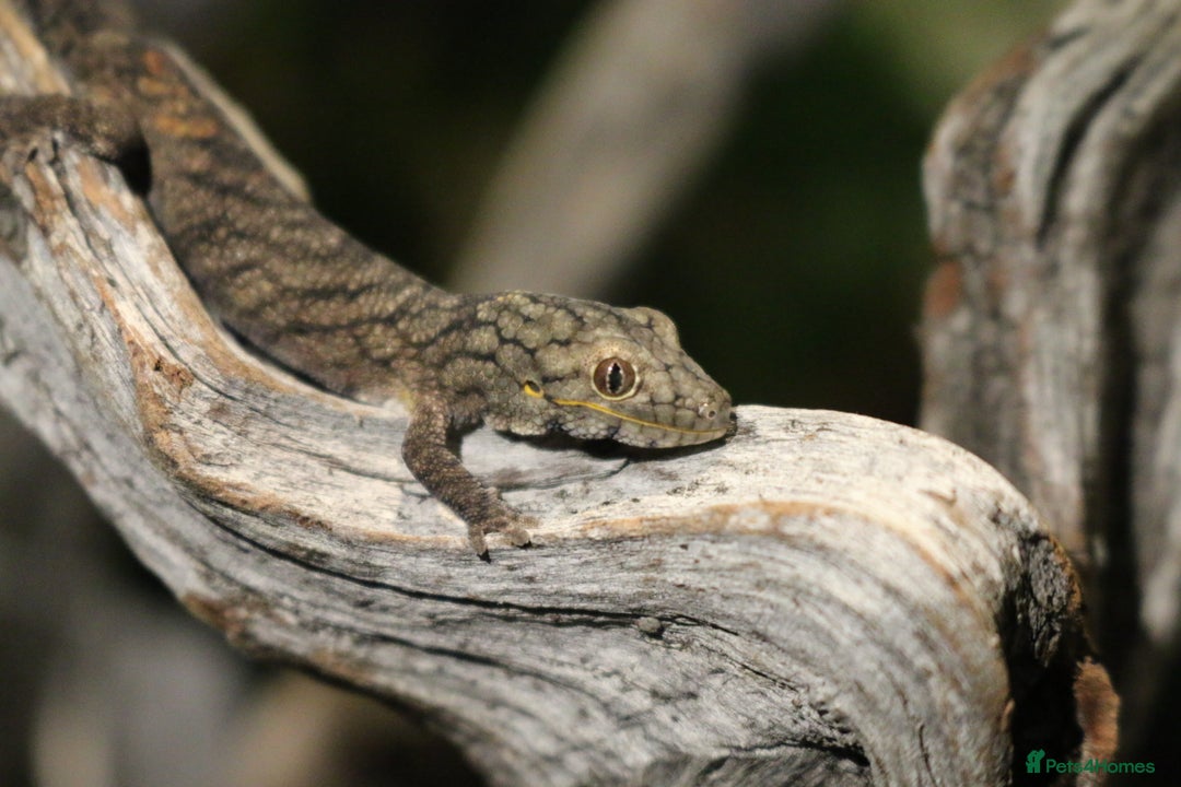 Gecko reptiles for sale: Eurydactylodes Viellardi - Chameleon Gecko - Image 1