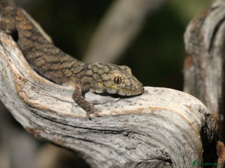 Gecko reptiles - Advert 19