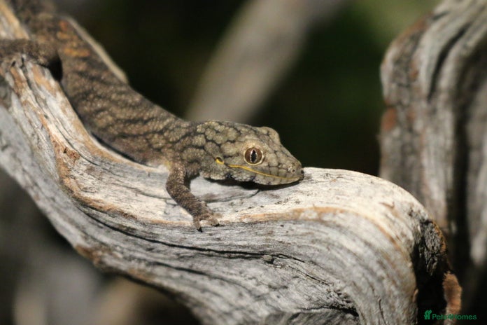 Gecko reptiles - Advert 13