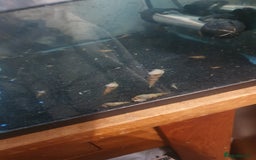 Snails fish for sale: Malaysian Trumpet Snails - Image 2